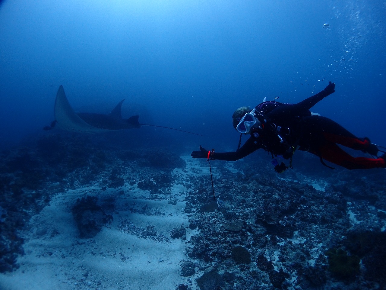 9 Best Dive Sites in Bali in 2024 - Scuba Diving in Bali - Fun Diving ...