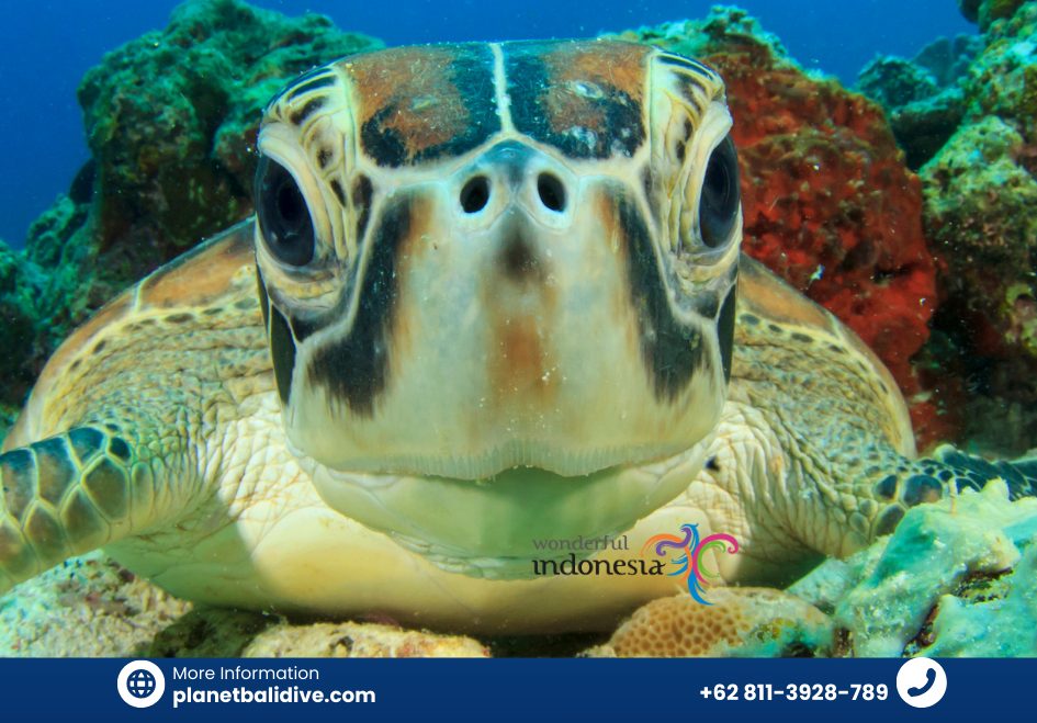 best spots snorkeling with turtles in bali_