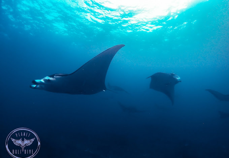 Manta Rays in Bali