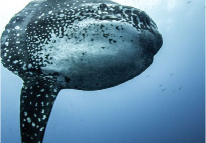 Mola Mola diving in Bali