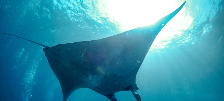 Diving with Manta Rays in Nusa Penida