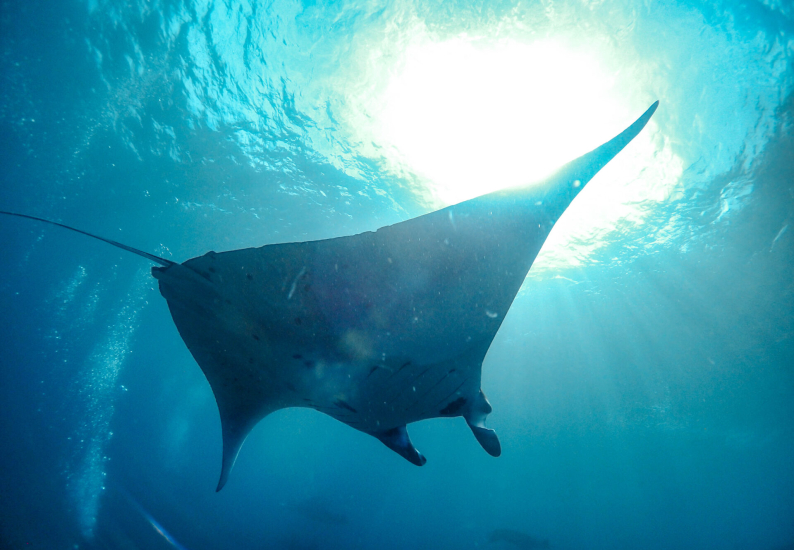 Diving with Manta Rays in Nusa Penida